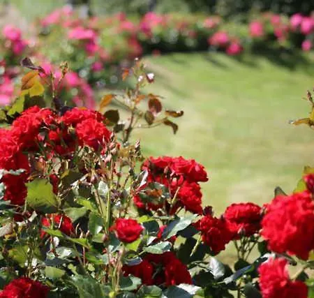 Haus Petje 아파트